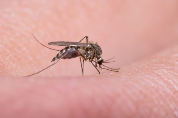 Роспотребнадзор предупредил туристов об опасных комарах во Франции